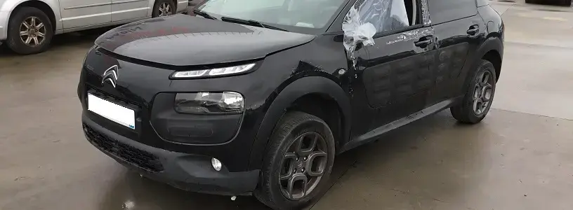 C4 Cactus